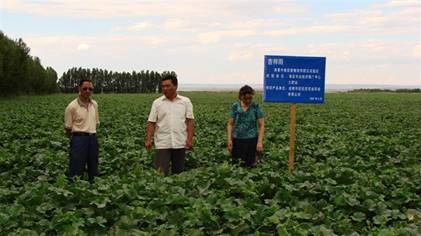 07年哈密地區(qū)土肥站技術專家在察看哈密瓜示范地.jpg