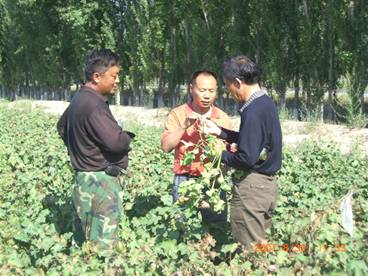 07年數(shù)棉珠結桃數(shù).jpg